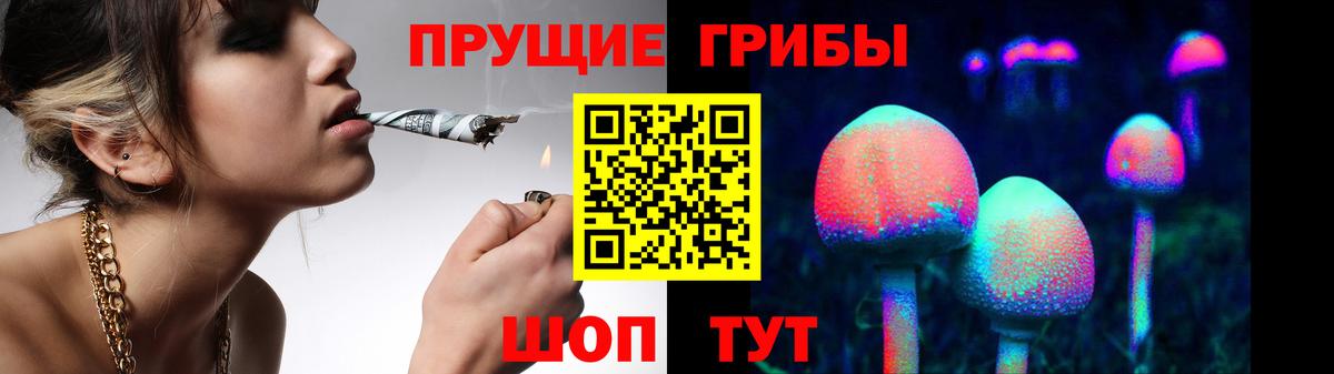 Галлюциногенные грибы Psilocybe Сургут